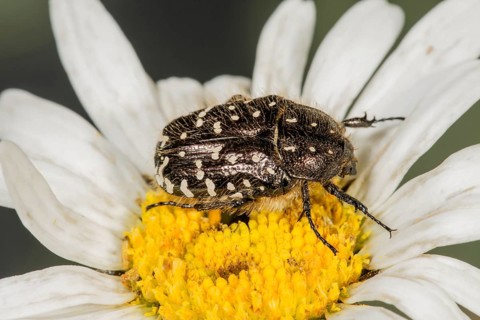 Shaggy flower beetle (Tropinota hirta) eats flower pollen of a daisy (Leucanthemum maximum)
