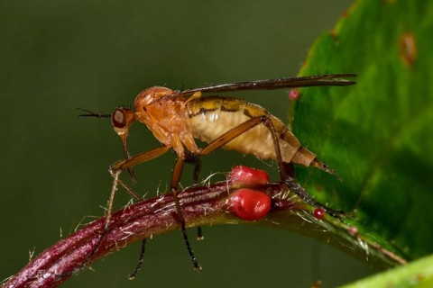 Mosquito (Culicidae)