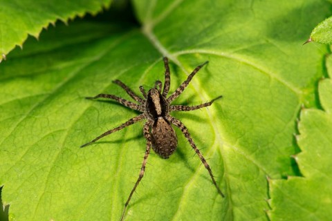 Wolf spider (Pardosa) sunbathing on a leaf