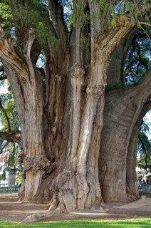 Arbol del Tule