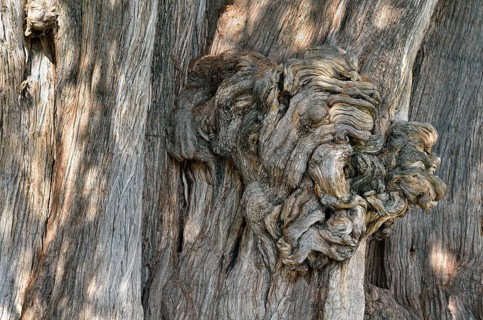 Arbol del Tule