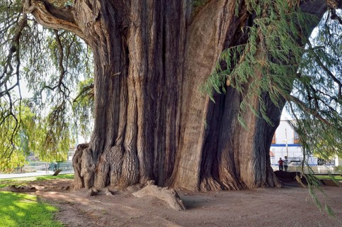 Arbol del Tule