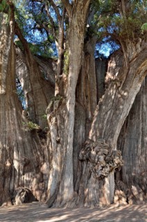 Arbol del Tule