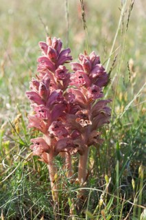 Hellroot (Orobanche minor)