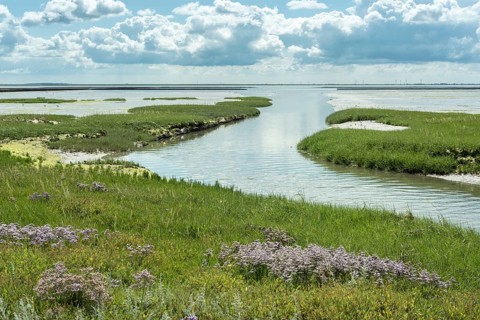 Embankment foreland Hamburger Hallig