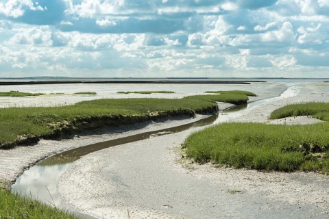 Embankment foreland Hamburger Hallig