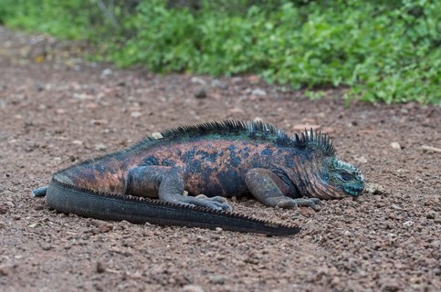 Galapagos Marine Iguana (Amblyrhynchus cristatus hassi)