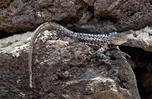 Male