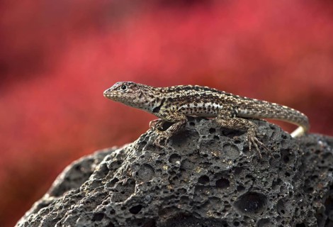 Floreana lava lizard (Microlophus grayii)