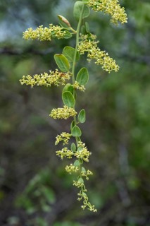 Salt Bush (Cryptocarpus pyriformis)