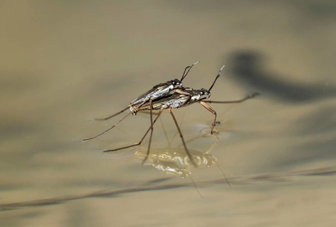 Mating of Common pond skater (Gerridae)