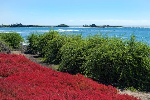 Red Galapagos Carpet Weed (Sesuvium edmonstonei)