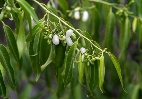 White fruits of the Pearl Berry plant (Vallesia glabra)