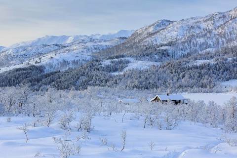 Wintry landscape