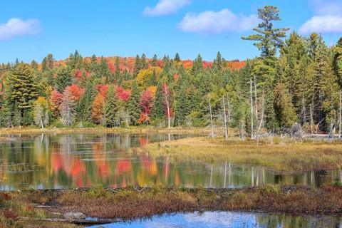 Pond in autumn