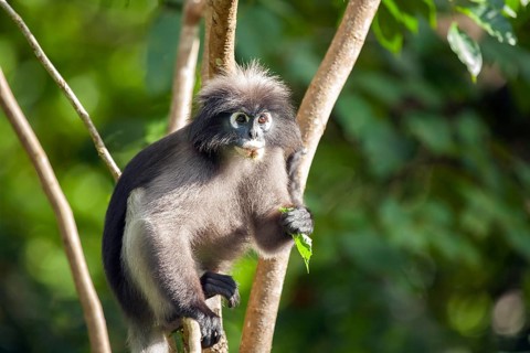 Dusky leaf monkey