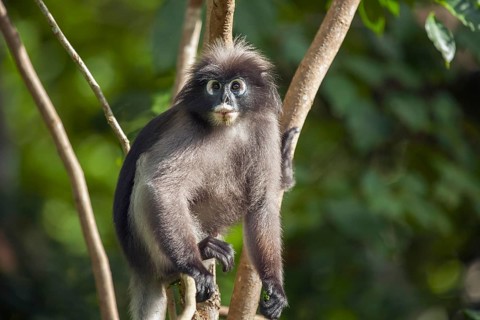 Dusky leaf monkey