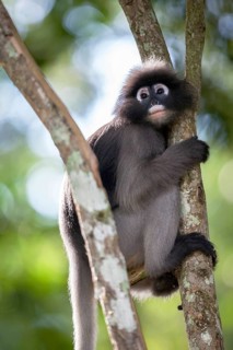 Dusky leaf monkey