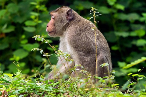Male rhesus macaque (Macaca mulatta)