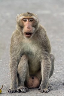 Male rhesus macaque (Macaca mulatta)