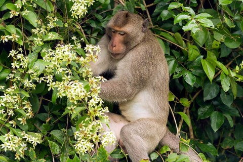 Male rhesus macaque (Macaca mulatta) in jungle