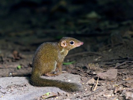 Common treeshrew (Tupaia glis)