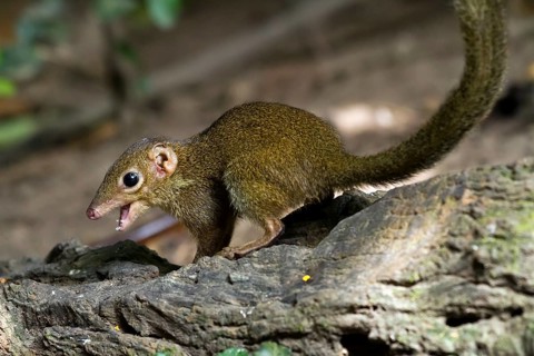 Common treeshrew (Tupaia glis) with mouth open
