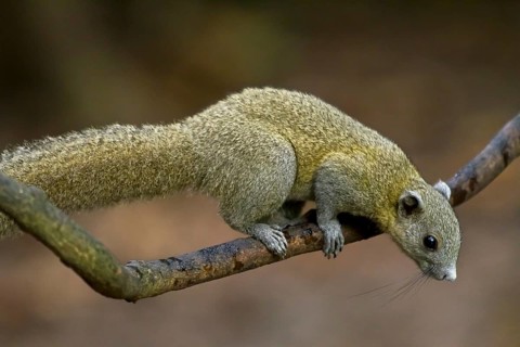 Grey-bellied squirrel (Callosciurus caniceps) on branch