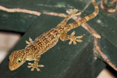 Large forest gecko (Gekko smithii)