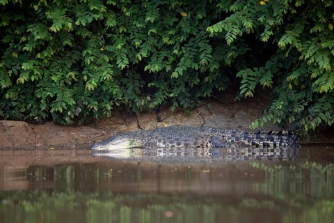 Saltwater crocodile (Crocodylus porosus) on embankment
