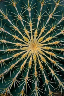 Cactus (Ferocactus histrix)