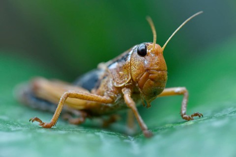 Migratory locust (Locusta migratoria)