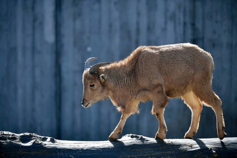 Barbary sheep (Ammotragus lervia)