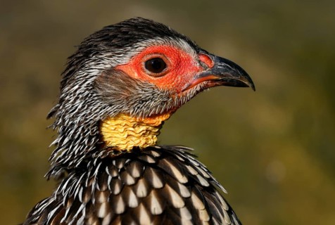 Yellow-necked spurfowl (Francolinus leucoscepus)