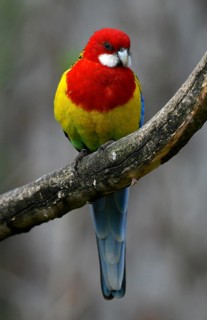 Eastern rosella (Platycercus eximius)