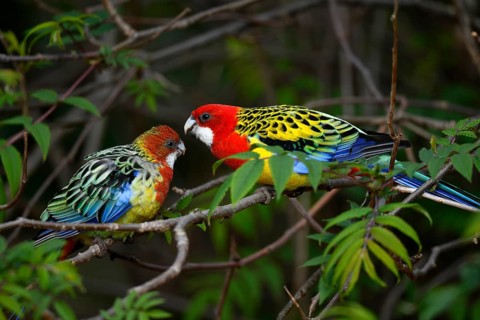 Eastern rosella (Platycercus eximius)