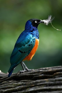 Superb starling (Lamprotornis superbus)