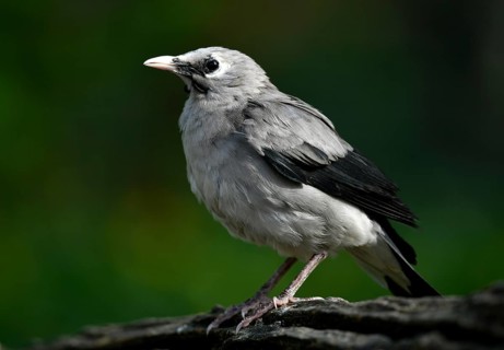 Wattled starling (Creatophora cinerea)