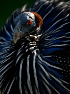Vulturine guineafowl (Acryllium vulturinum)