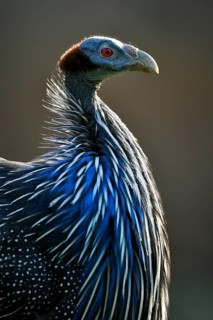 Vulturine guineafowl (Acryllium vulturinum)