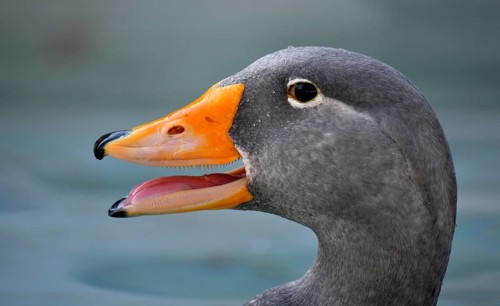 Fuegian steamer duck (Tachyeres pteneres)