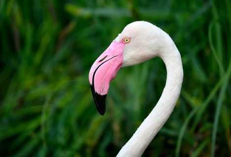 Greater flamingo (Phoenicopterus ruber roseus)