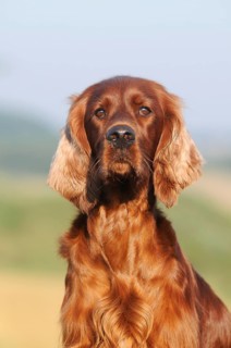Irish Setter