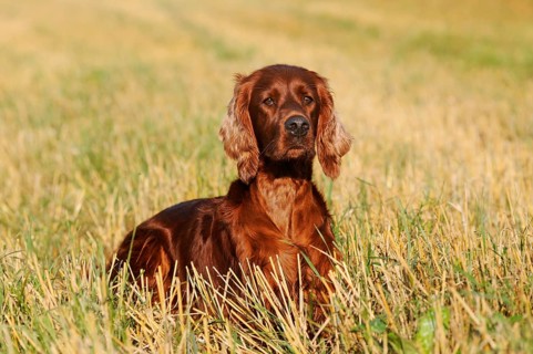 Irish Setter