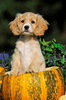 Spaniel Mongrel