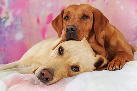 Two Labrador Retrievers