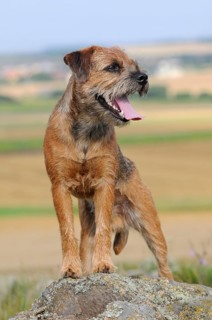 Border Terrier