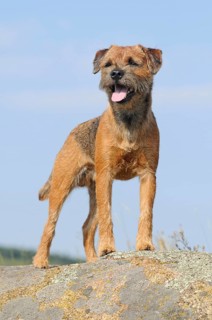 Border Terrier