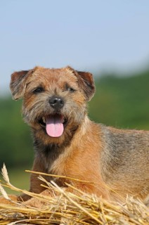 Border Terrier