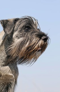 Schnauzer